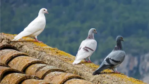 Palomas sobre un tejado. 