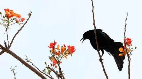 Ilustración de un cuervo en un árbol.