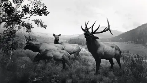 Diorama del artista japonés Hiroshi Sugimoto