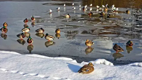 Patos en un estanque en un d&iacute;a invernal