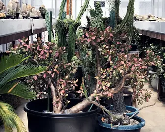 Una de las imágenes de flores de la granja de Murakami.