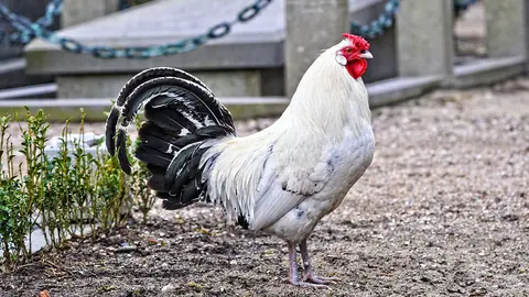 Un gallo en un corral. 