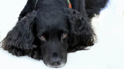Una imagen de un perro de raza Cocker spaniel