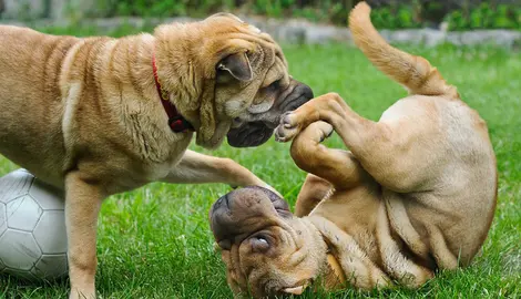 Imagen de dos perros. ARCHIVO