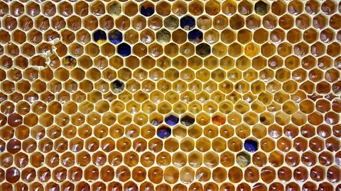 Imagen de un panal de abejas.