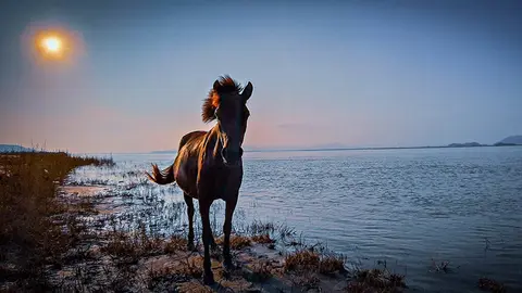 Un caballo trota por la orilla con la luna de fondo.