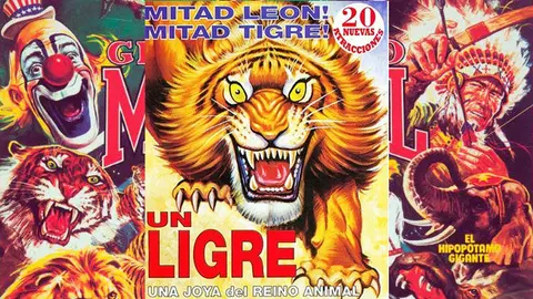 El ligre, una de las grandes atracciones del circo..