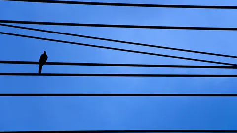 Dibujo de un pájaro sobre cables azules.