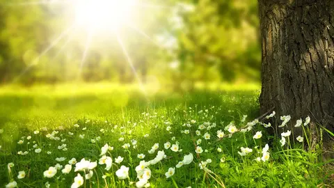 Un rayo de sol en un arbol de un bosque.