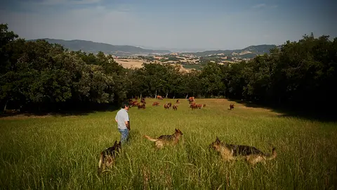 Ganader&iacute;a Reta de Casta Navarra en la finca de la Tejer&iacute;a de Grocin. PABLO LASAOSA