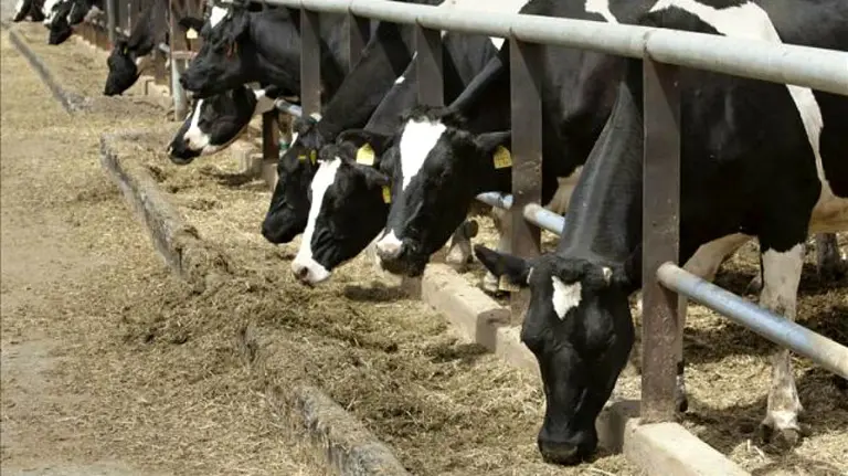 Ganado vacuno. EFEArchivo