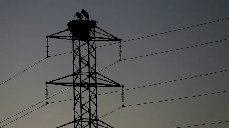 Dos cig&uuml;e&ntilde;as permanecen en el nido de la torre de un tendido el&eacute;ctrico cercano a la Catedral de Pamplona. EFE.