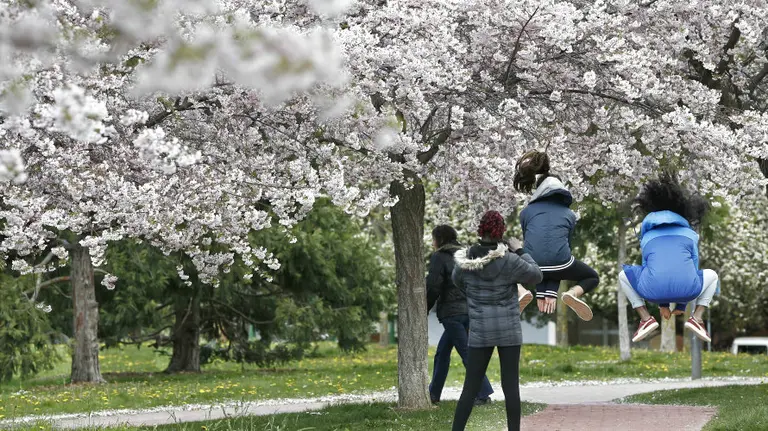 Un grupo de jóvenes juega en un parque de Pamplona junto a varios arboles en flor en una jornada primaveral. EFE