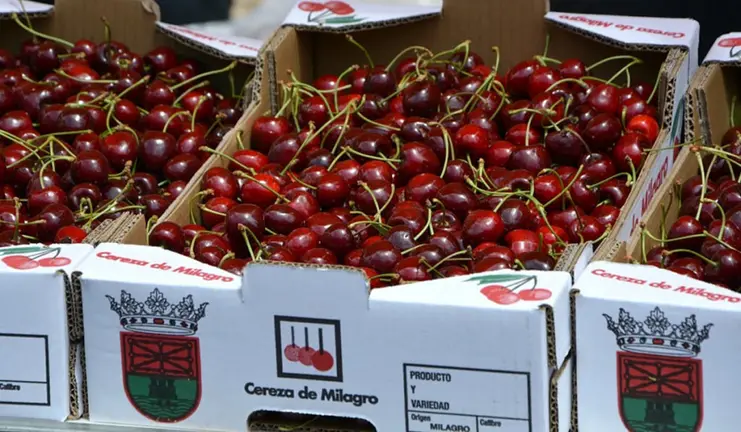 Celebración del Día de la Cereza de Milagro. Navarra.com
