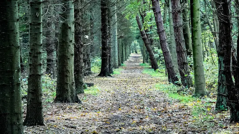 Un camino por un bosque ARCHIVO