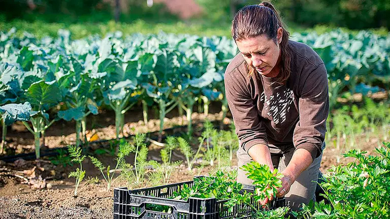 Una joven agricultora durante la recolecci&oacute;n en un campo. ARCHIVO