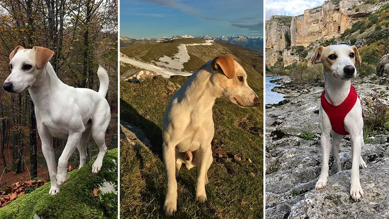 Pipper, el perro influencer que recorre Espa&ntilde;a llega a la Comunidad foral para mostrar los lugares dog friendly CEDIDAS