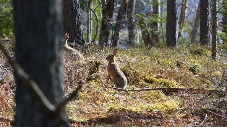 Animales durante una cacer&iacute;a ARCHIVO