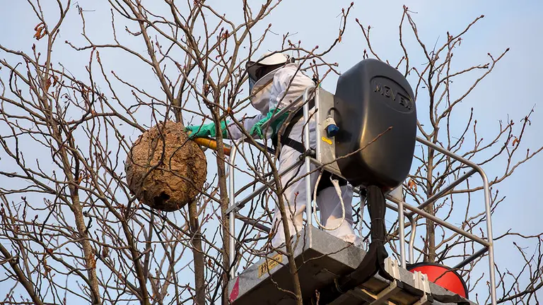 Retirada de nido de avispas asi&aacute;ticas. Jes&uacute;s Garzaron