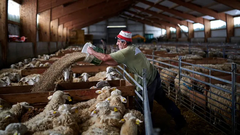 Su familia siemore ha tenido la oveja roncalesa o raza navarra. El sigue con la tradición y no ha cambiado de raza. PABLO LASAOSA
