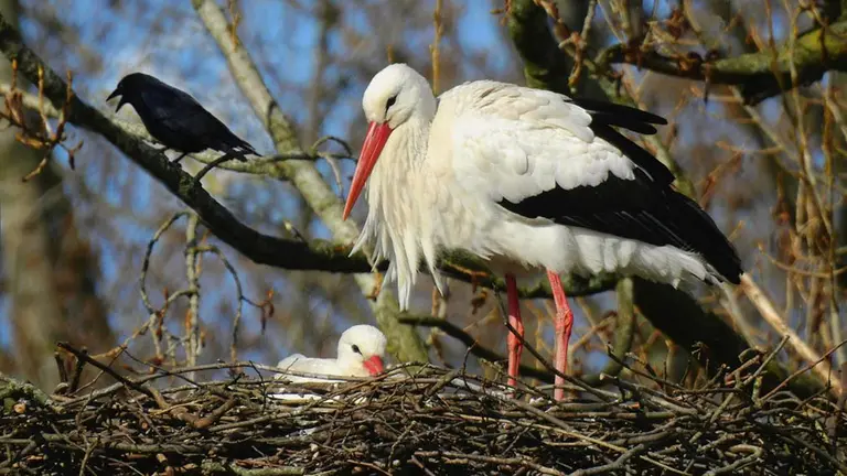 Un nido de cigüeña GOBIERNO DE NAVARRA