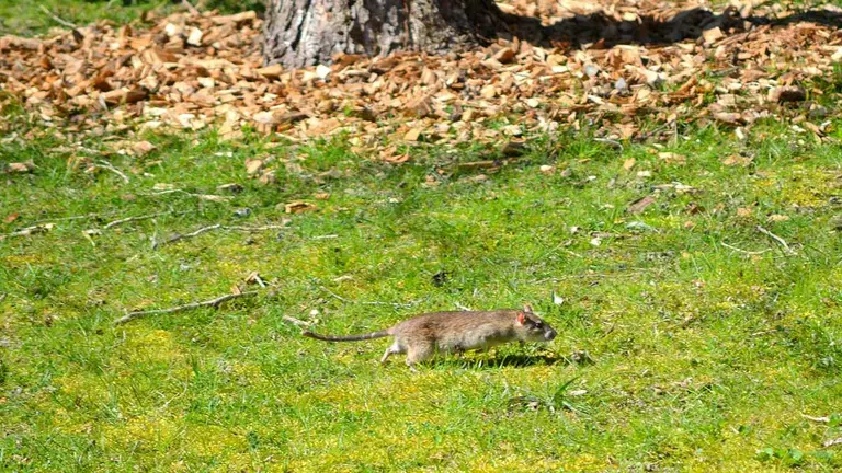 Rata en la zona de los edificios inteligentes. PSN (2)