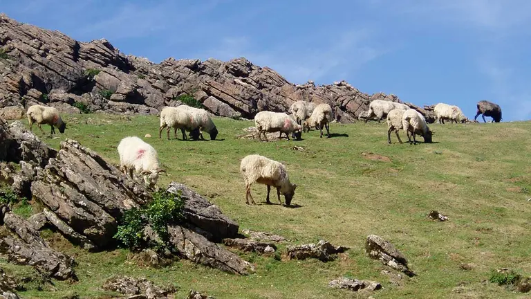 Ovejas pastan en un campo de Navarra. INTIA