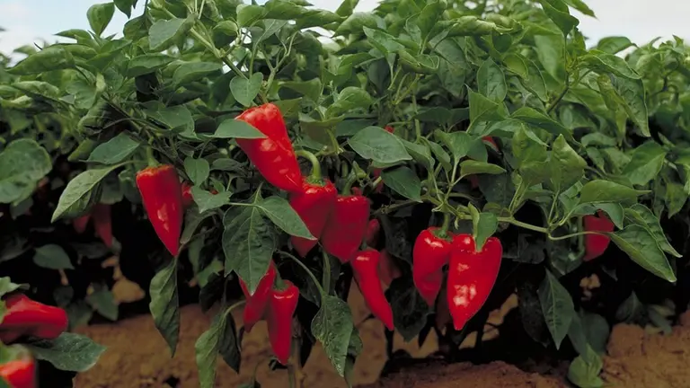 22-09-2021 Pimiento del piquillo de Lodosa
ESPA&Ntilde;A EUROPA NAVARRA ECONOMIA
INTIA
