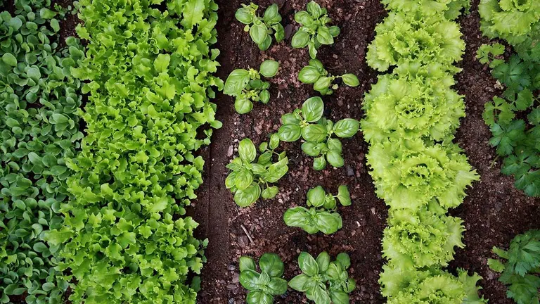 Imagen de archivo de otra huerta. ARCHIVO