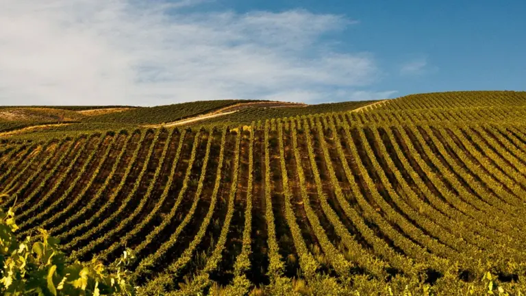Un vi&ntilde;edo del Grupo Pr&iacute;ncipe de Viana. CEDIDA