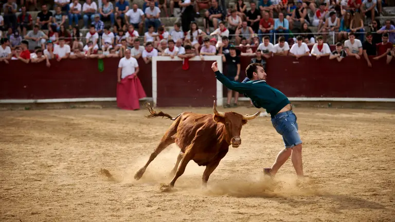 Encierro de novillos el domingo en Estella durante las Fiestas del Puy. IRANZU LARRASOAÑA