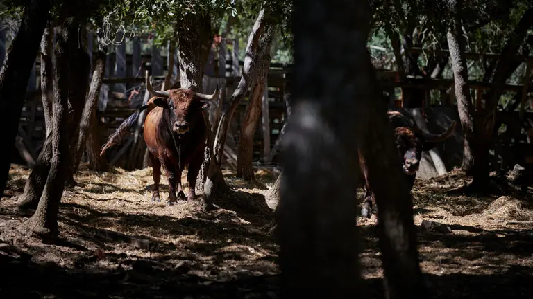 La ganader&iacute;a de Miguel Reta participa este verano en los festejos populares de 17 localidades navarras. Adem&aacute;s, en Estella lidi&oacute; por primera vez en Espa&ntilde;a sus toros de Casta Navarra. IRANZU LARRASOA&Ntilde;A