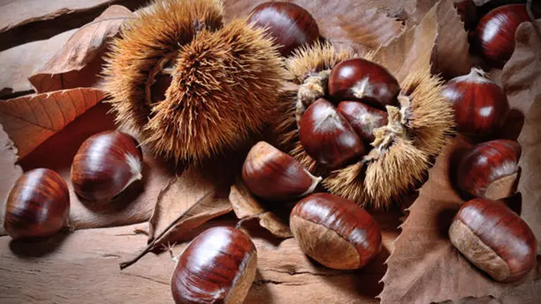 Imagen de archivo de unas casta&ntilde;as. ARCHIVO