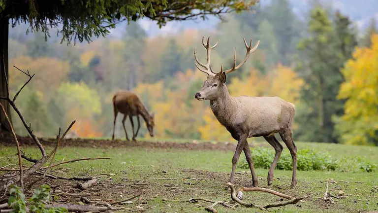 Un ciervo en una imagen de archivo.