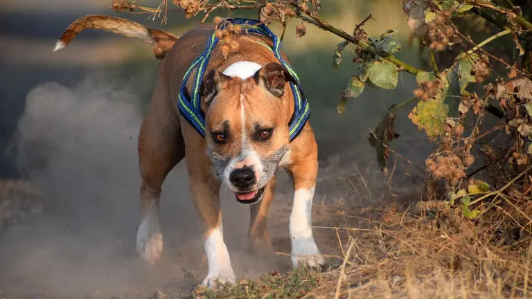 Imagen de archivo de un perro potencialmente peligroso. ARCHIVO