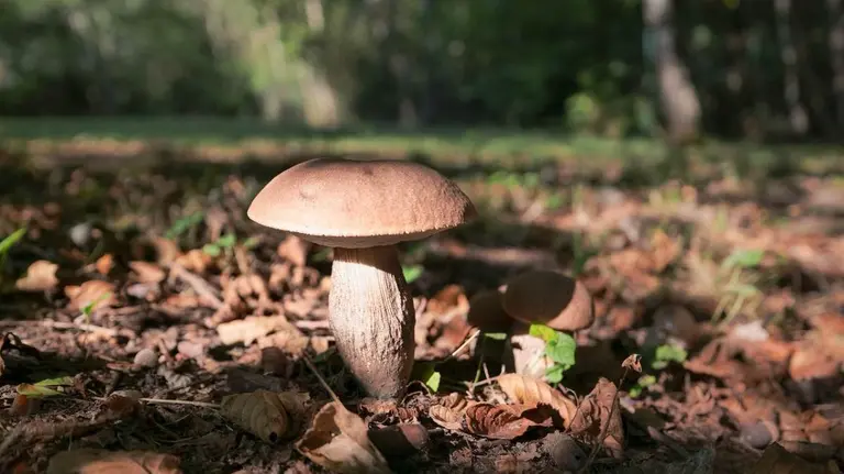 Recolectar setas es un buen plan para pasar el Puente del Pilar en Navarra. Foto: pexels.