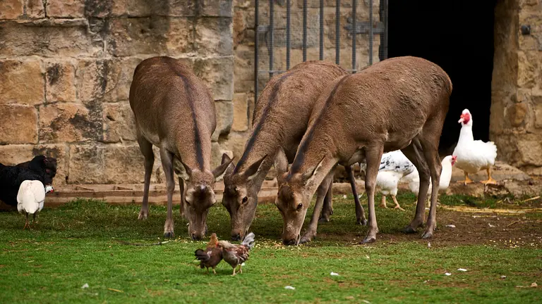 El zoo urbano en el parque de la Taconera de Pamplona. PABLO LASAOSA