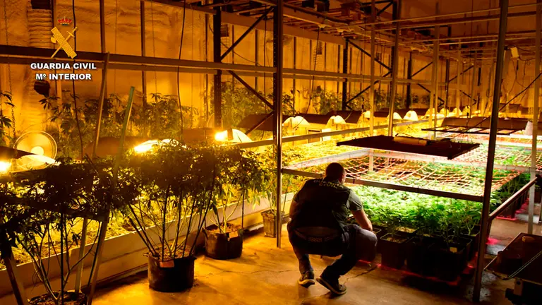 La Guardia Civil ha desmantelado 12 puntos de venta y cultivo de droga en la Ribera de Navarra.