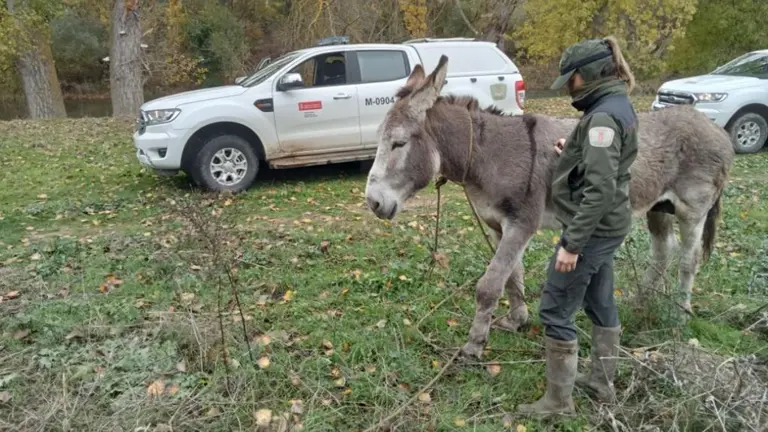 Una agente del Guarder&iacute;o de Medio Ambiente del Gobierno de Navarra con el burro reci&eacute;n rescatado. GUARDER&Iacute;O DE MEDIO AMBIENTE