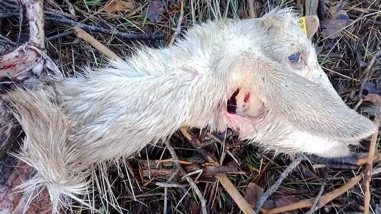 Cabra atacada por un lobo. UGAMA