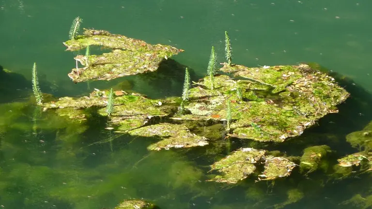 Imagen de una Hippuris vulgaris, una de las especies de flora en peligro de extinci&oacute;n en Navarra. GOBIERNO DE NAVARRA