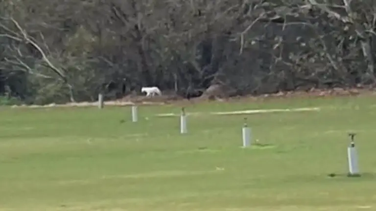 Captura de pantalla de uno de los v&iacute;deos grabados por los vecinos en los que se puede ver al presunto "gato grande". CEDIDA