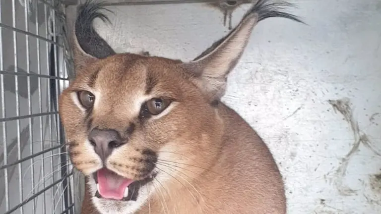 Caracat recuperado en un jard&iacute;n de Marbella - AYUNTAMIENTO DE MARBELLA