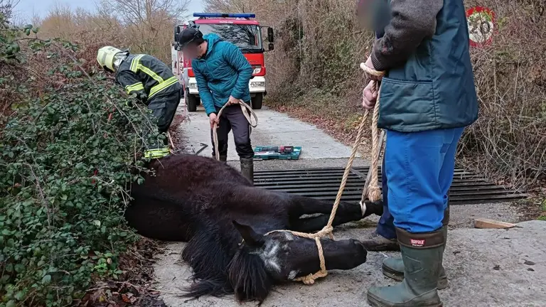 Los bombero han tenido que liberar la pata de la yegua varada en el guardaganado. BOMBEROS DE NAVARRA
