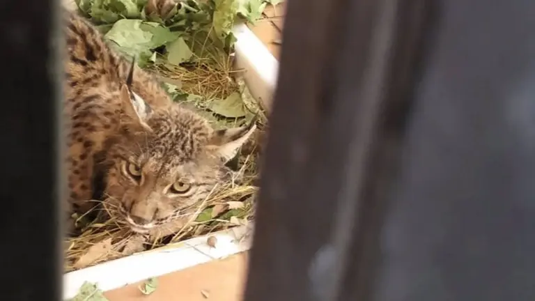 Archivo - El ejemplar de lince ib&eacute;rico en el Centro de Recuperaci&oacute;n de Especies Amenazadas (CREA), en Pinos Genil (Granada), en imagen de archivo - JUNTA - Archivo