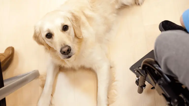 Biak Bat es un centro especializado en terapias asistidas con animales y ubicado en Alsasua. CEDIDA