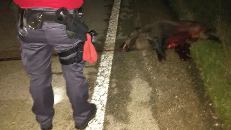 Jabal&iacute; atropellado en v&iacute;a interurbana. POLIC&Iacute;A FORAL