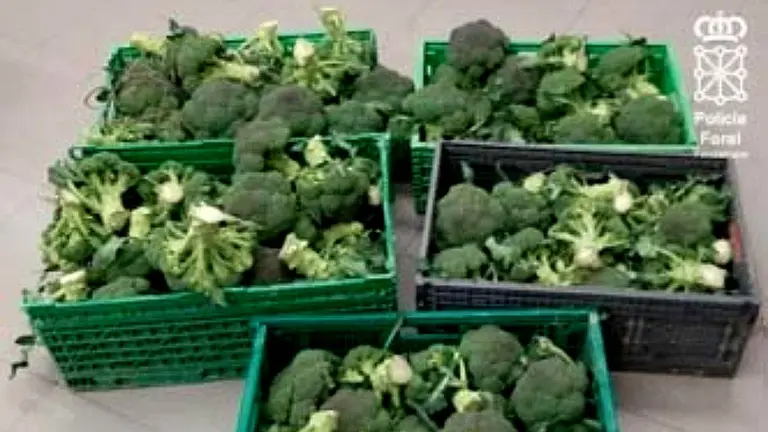 Han encontrado cinco cajas con br&oacute;coli en su frugoneta. POLIC&Iacute;A FORAL