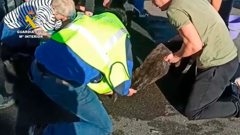 La Guardia Civil de Navarra trata de reanimar a tres perros. GUARDIA CIVIL