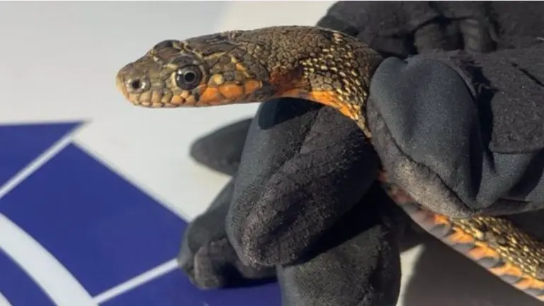 La Polic&iacute;a Local saca una culebra de un metro dentro de una vivienda de Algeciras. AYUNTAMIENTO ALGECIRAS